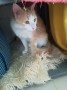 Briano (1)